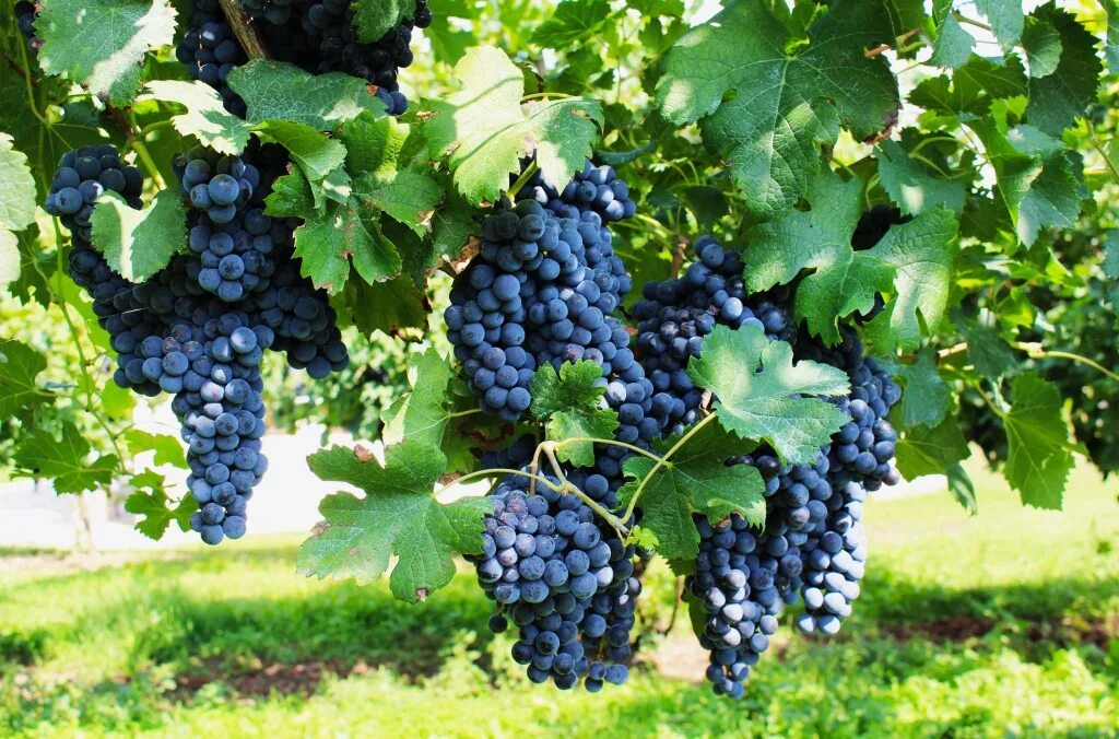 Нуар сорт винограда. Виноград пино нуар. pinot noir сорт винограда. пино фран виноград. сорт винограда пино нуар и пино фран.