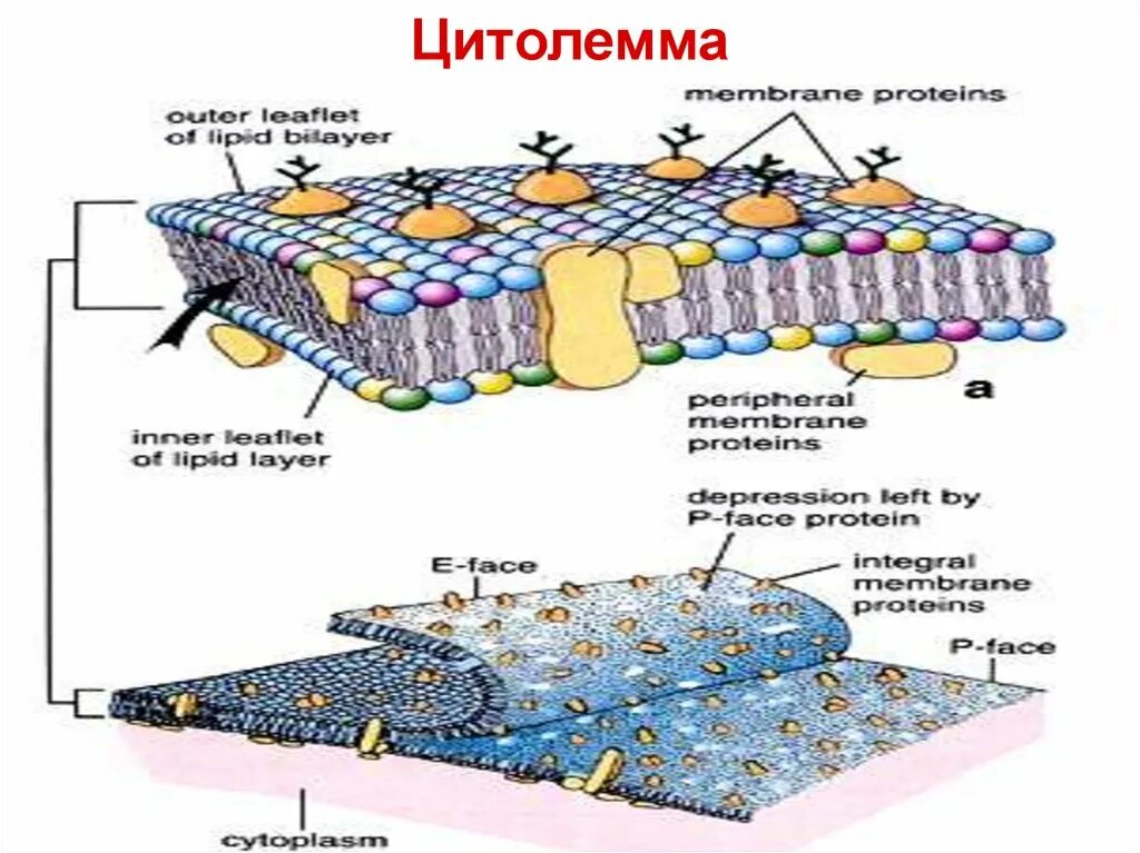 Цитолемма это. Клеточная мембрана цитолемма. Цитолемма в клетке. Цитолемма строение. Цитолемма гистология.
