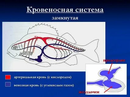 Почему транспорт называют кровеносной системой
