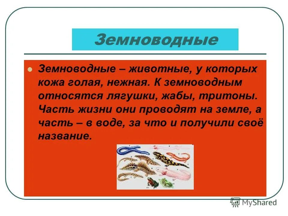 презентация про земноводных. земноводные 3 класс окружающий мир. земноводные 2 класс окружающий мир. класс земноводные амфибии. земноводные третий класс окружающий мир.