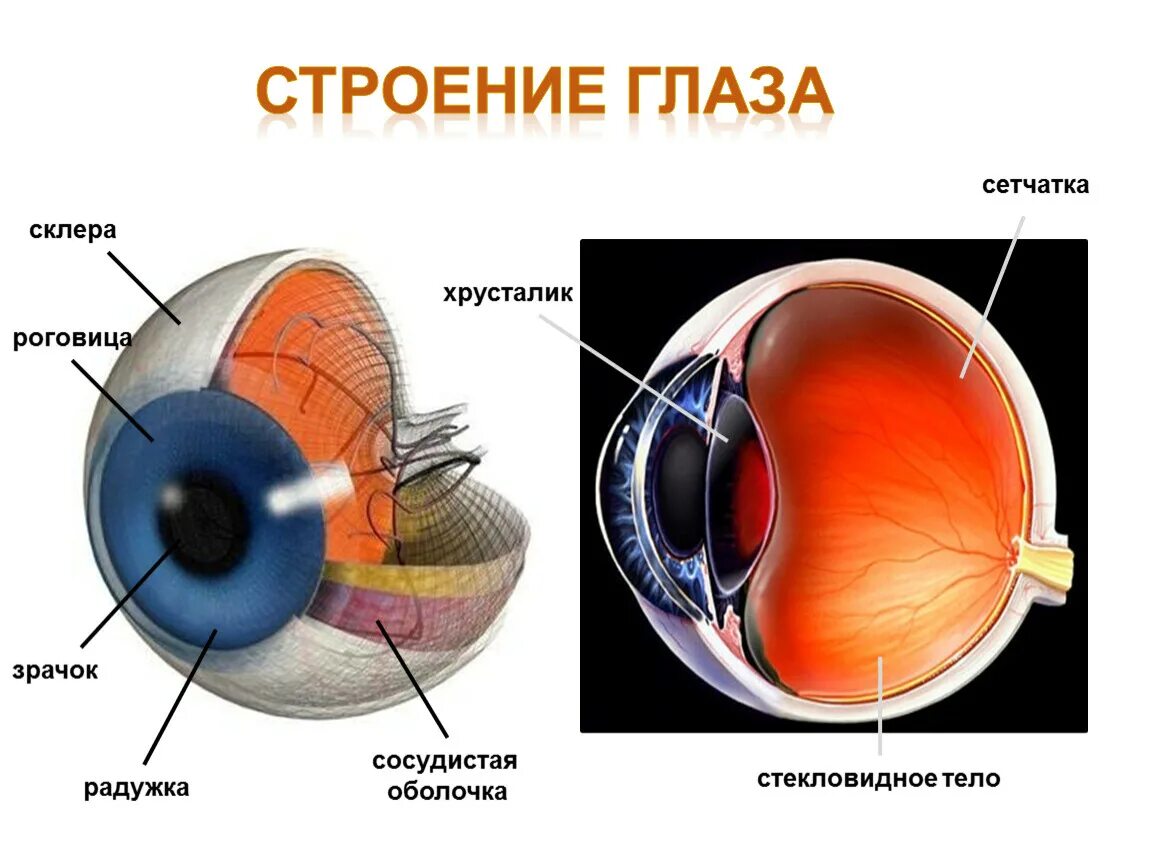 Внутреннее строение глаза человека. Оболочки глазного яблока схема. Строение и функции хрусталика сетчатка глаза. Глазной хрусталик анатомия глаза. Место в сетчатке напротив зрачка