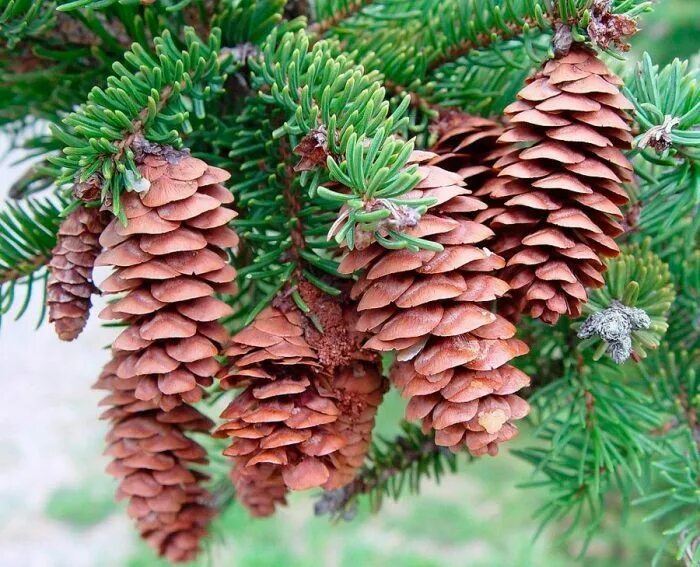 Хвойные культуры. Picea canadensis шишки. Ель канадская шишка. Ель канадская сизая шишки. Picea glauca шишки.