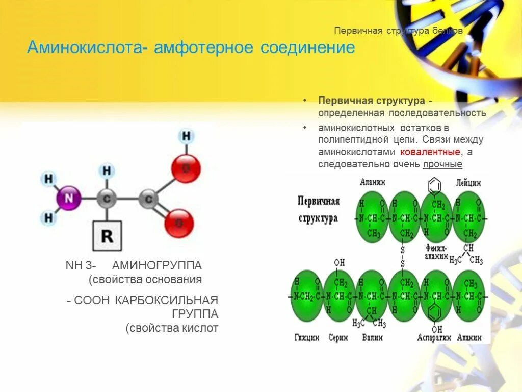 Первичная структура белка  аминокислотные остатки. Связи в белках между аминокислотами. Структура белка последовательность аминокислотных остатков. Последовательность аминокислотных остатков в полипептидной цепи. Определите аминокислотную последовательность полипептида