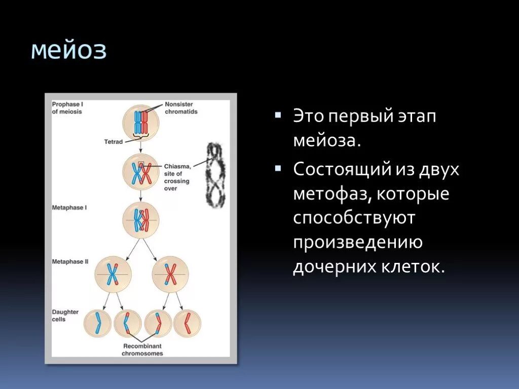 Мейозом делятся споры