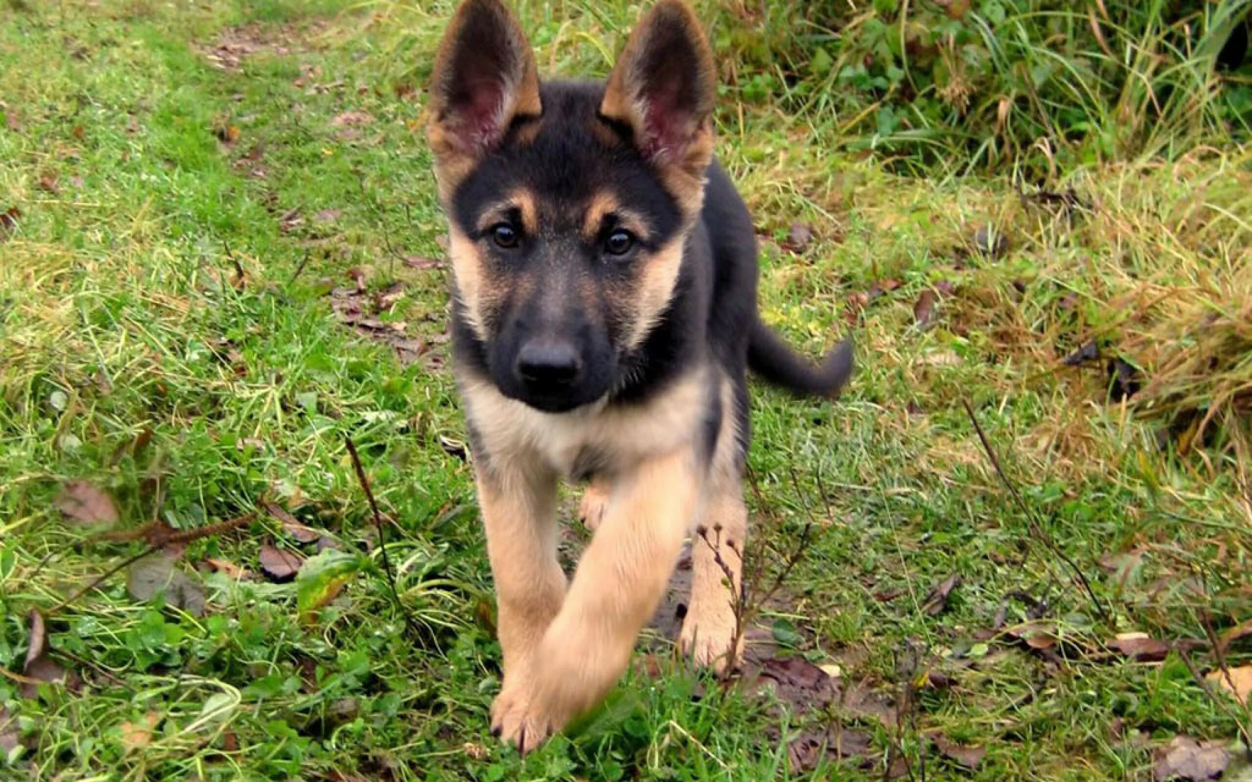 Немецкая овчарка Шеферд. Баварская овчарка Shepherd. German Shepherd немецкая овчарка щенок. Восточно-европейская овчарка. Щенки немецкой в добрые