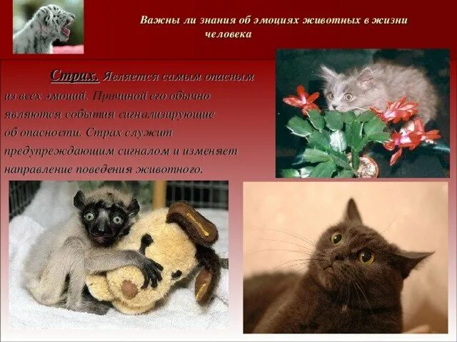 Внутренние чувства животных. У животных есть эмоции. эмоции животных класс. эмоции животных с надписями. эмоции животных в рисунках и фотографиях 4 класс проект.