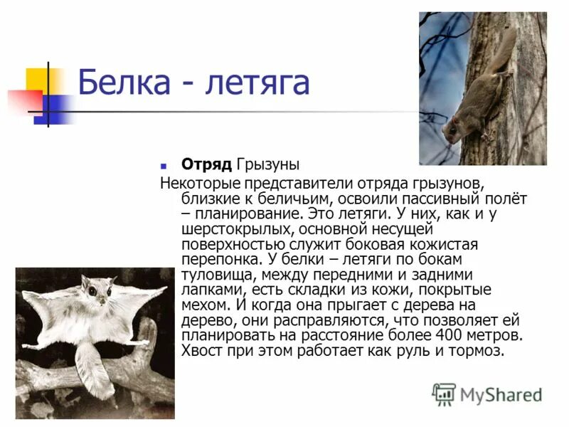 белка летяга красная книга южного урала челябинской области. белка летяга презентация для 4 класса. белка летяга обыкновенная краткое. белка летяга красная книга. обыкновенная летяга красная книга рб.