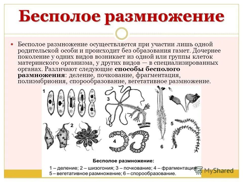 Бесполое размножение виды механизм значение. Биология 6 класс формы бесполого размножения схема. Бесполое размножение. Размножение организмов бесполое размножение.