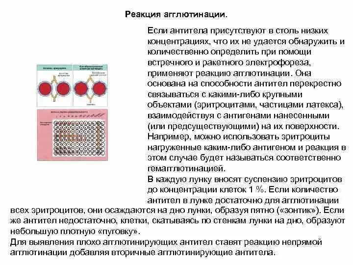 Холодовая агглютинация эритроцитов. Холодовая агглютинация эритроцитов