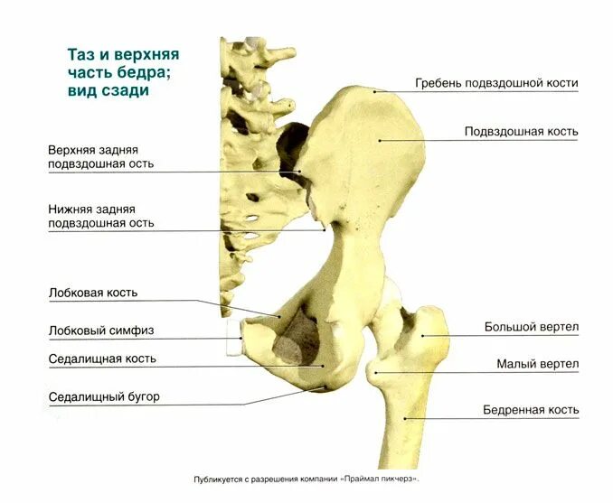 Подвздошная кость тазовой кости. Подвздошная кость вертлужная впадина. Скелет тазобедренный сустав анатомия. Строение кости тазобедренного сустава. Тазобедренный сустав анатомия строение.