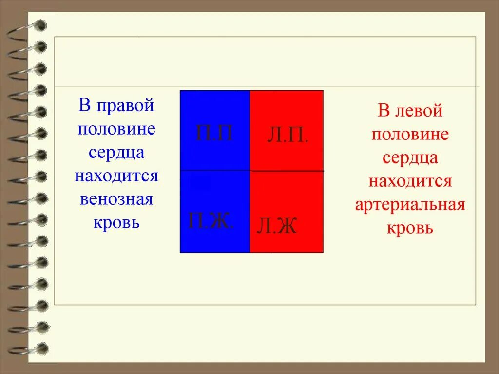 Какая кровь содержится в правой половине сердца