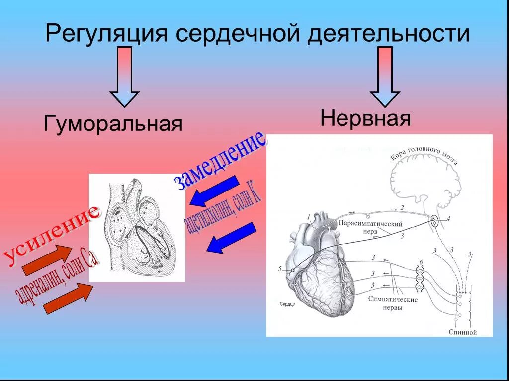 Гуморальная регуляция работы сердца осуществляется. Гуморальная регуляция сердечной деятельности. Нервная и гуморальная регуляция сердечной деятельности. Гуморальная регуляция работы сердечно сосудистой системы. Нейрогуморальная регуляция деятельности сердца.