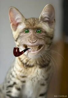 Приколы коты ржака