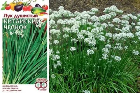 Лук многолетний фото и названия с описанием