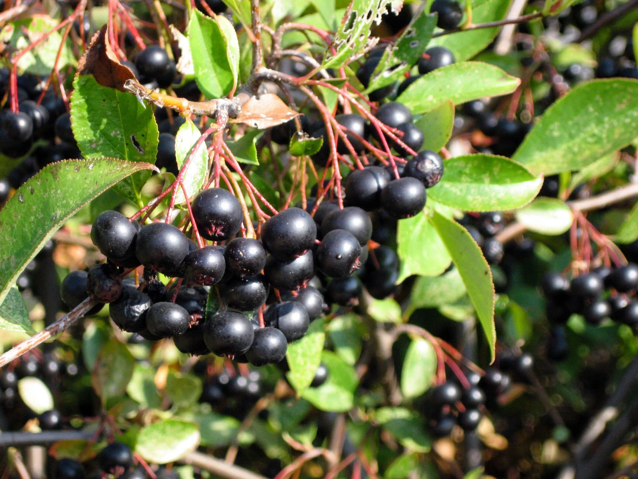 Арония черноплодная «Викинг». Арония черноплодная (Aronia melanocarpa). Арония (видовая) «черноплодная рябина». Рябина черноплодная Хугин. Черноплодная рябина коренной абориген америки была