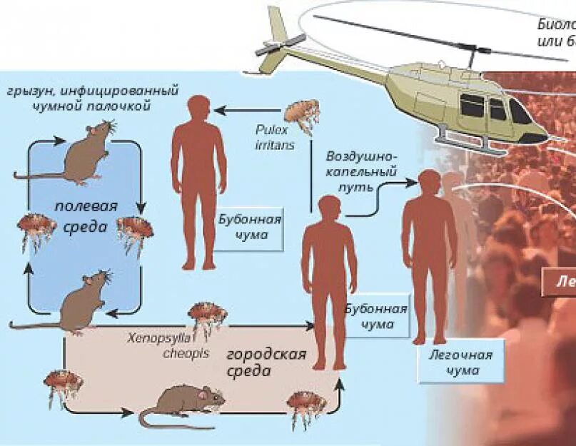 Эпидемиология чумы