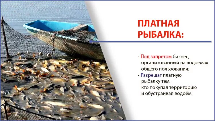 Изменения в правила рыболовства. Какую рыбу запрещено ловить. Краснокнижные рыбы которые нельзя ловить. Лов рыбы сетями запрещен. Рыба которую нельзя запускать в водоем.