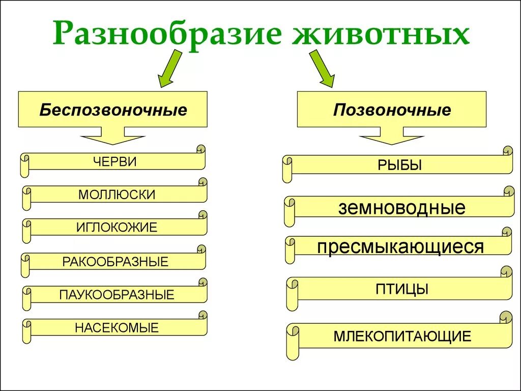 Урок многообразие животных. Разнообразие животных 9 класс. Разнообразие животных презентация. Разнообразие животных таблица. Разнообразие животных схема.