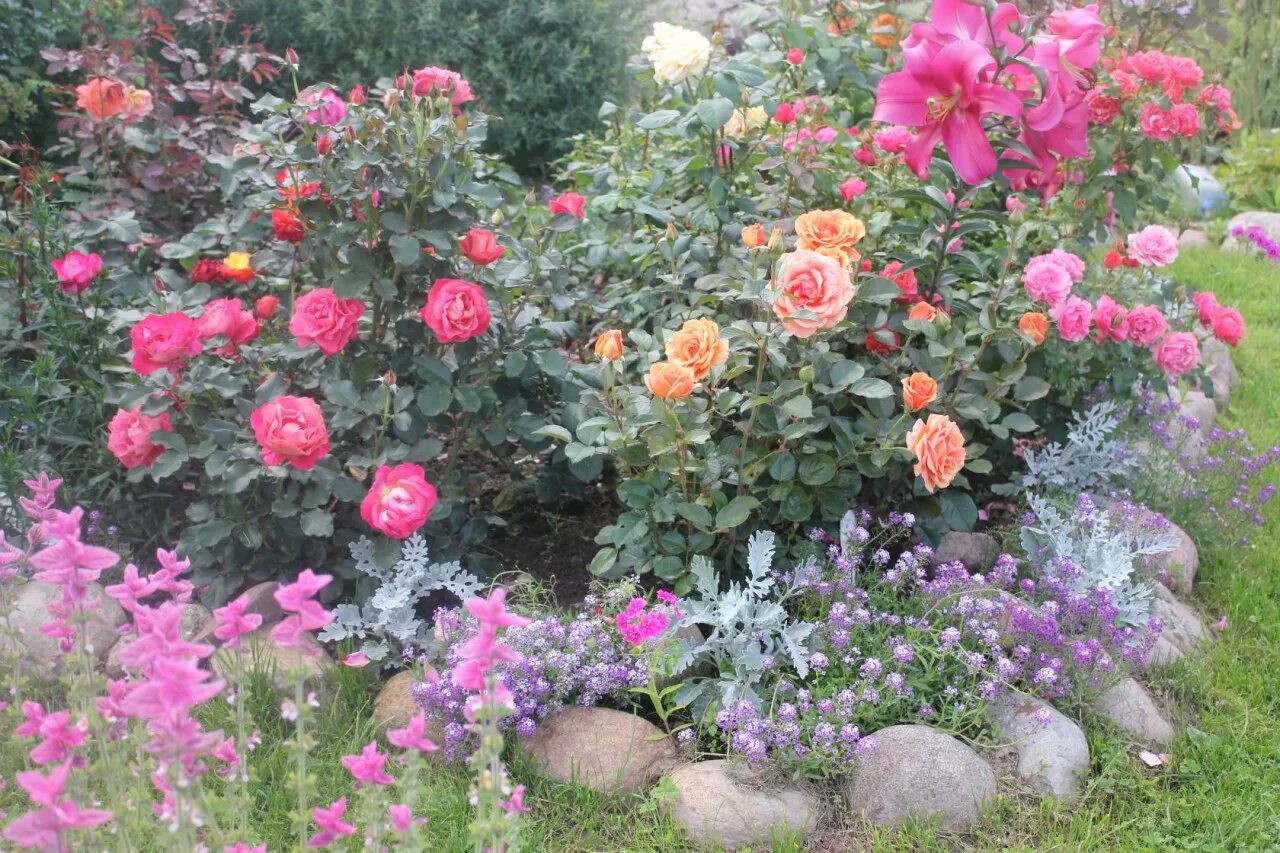 Какие цветы рядом с розами. Розарий Канадские розы.