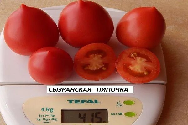 Сорт томата сызранская пипочка. Сорт помидоров сызранская пипочка. Сызранская пипочка отзывы. Томат сызранская пипочка семена. Томат сызранская пипочка семена.