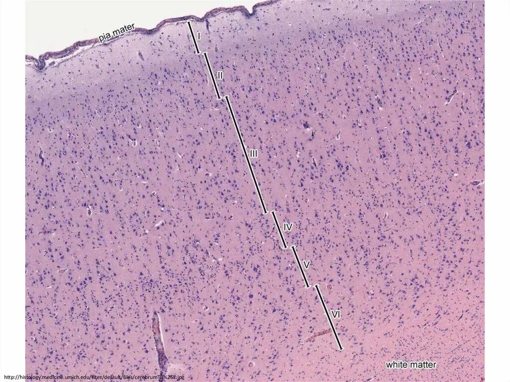 Микропрепарат головного мозга. Слои коры головного мозга гистология.