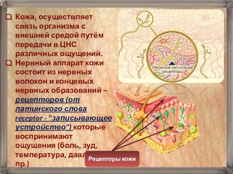 Связь организма с внешней средой
