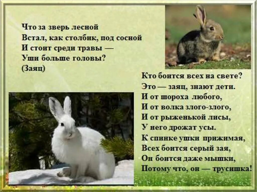 Что за зверь Лесной в Тал как столбик под сосной. Что за зверь Лесной встал как столбик под сосной. Кого боится зайчик. Заяц информация для детей. Рассказ про зайцева