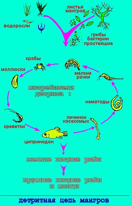 Трофические цепи фитопланктон. Схема круговорота веществ в сообществе водоема 3. Цепь питания с бактериями. Пищевая цепь микроорганизмы. Пищевая цепь в море схема.