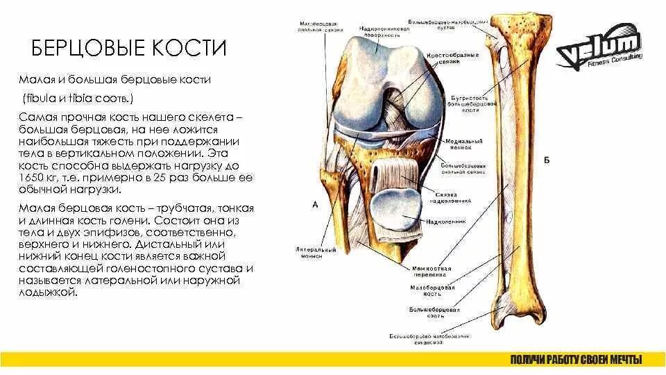 Находится берцовая кость