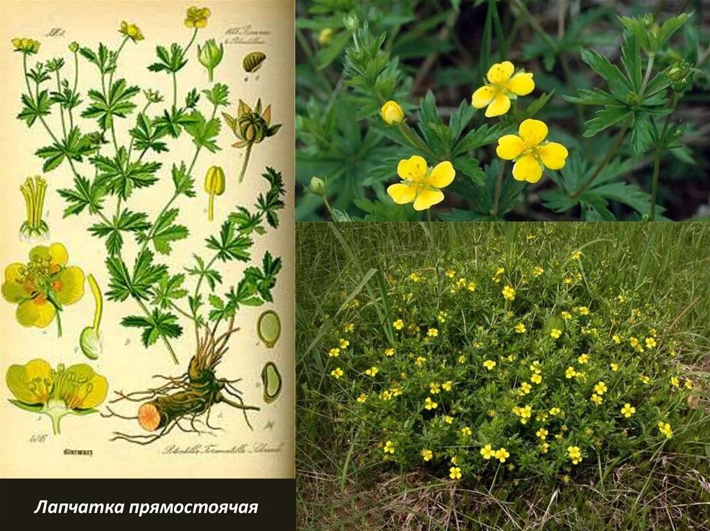 Лапчатка прямостоячая корень. Корневища лапчатки прямостоячей. Лапчатка прямостоячая корневище. Лапчатка прямостоячая калган. Лапчатка дакота санспот.