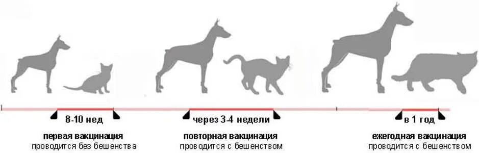 После прививки собаке через сколько можно гулять
