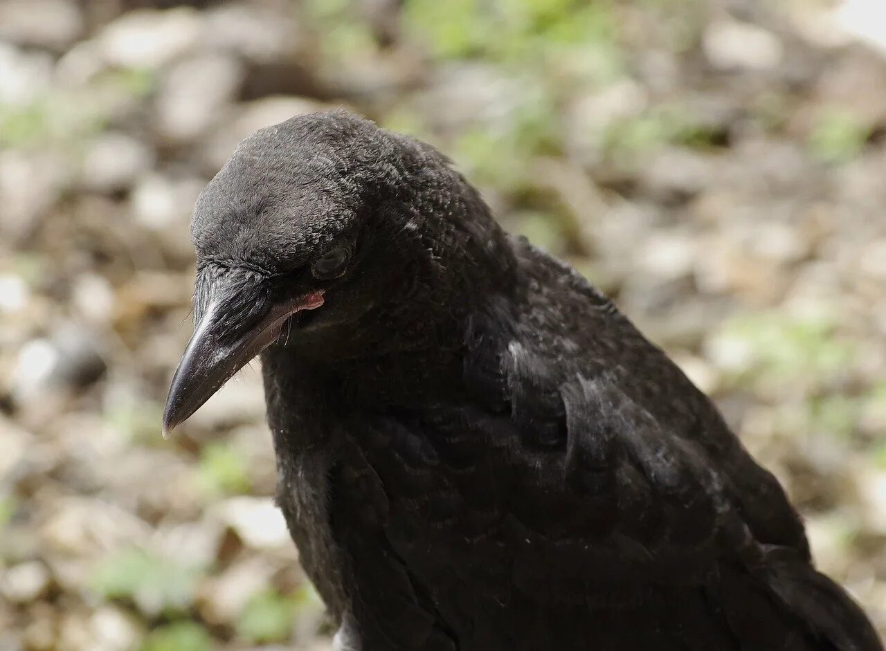 Черная птица с черным клювом. Маленькая черная птичка. Черная птица с длинным черным клювом. Маленькая черная птичка с черным клювом.