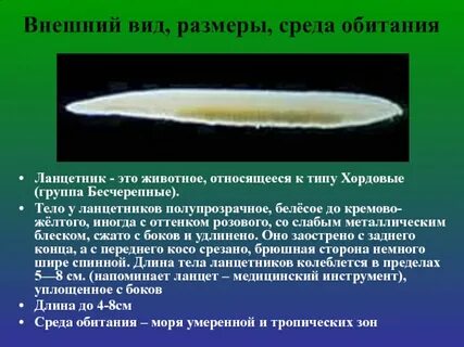 Какой образ жизни ведет ланцетник