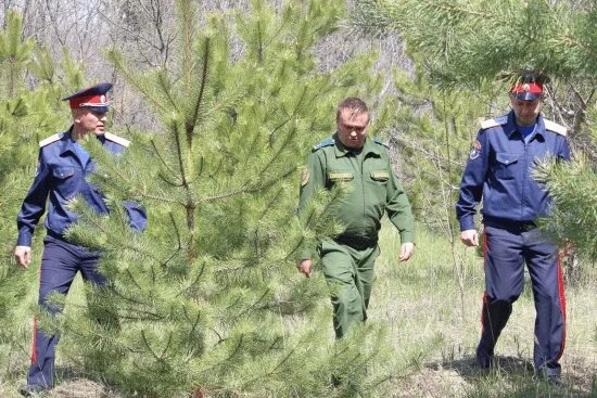 Хвойные ростовской области. Посадки и леса Ростовской области. Хвойные Ростовская область. В Республике усилят контроль за хвойными насаждениями.