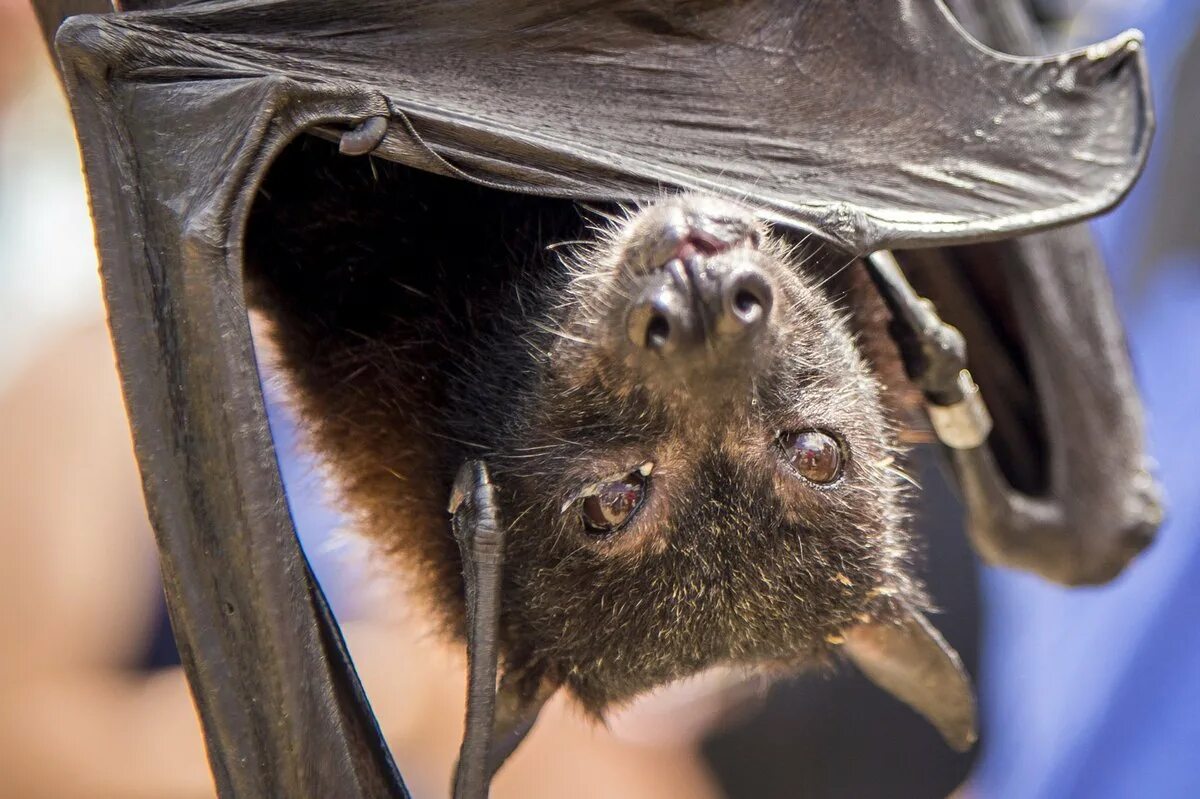 Bat examples