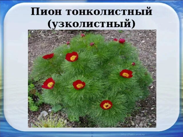 Пион тонколистный фото и описание. Пион узколистный описание. пион тонколистный 4 класс. пион узколистный красная книга. пион тонколистный красная книга.