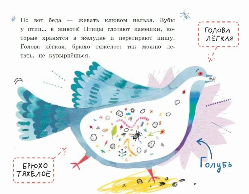 Почему птицы глотают камешки. Зачем птицы глотают мелкие камешки. Птицы заглатывают камни. Почему птицы не падают книга.