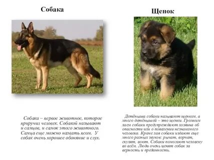 Как можно назвать пол