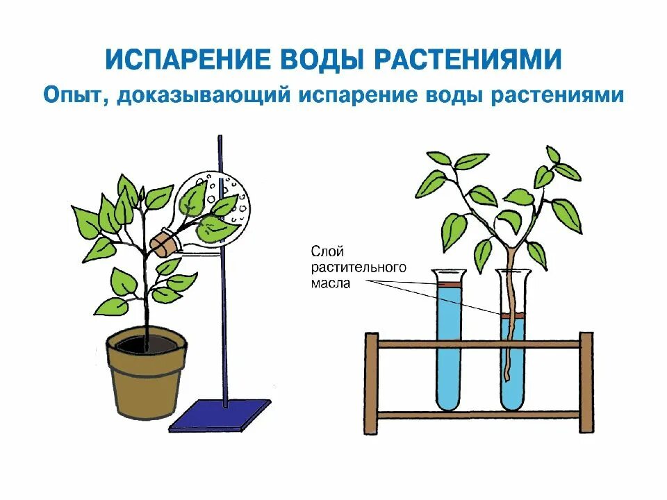 Опыт изображенный на рисунке служит доказательством биология. Опыт показывающий дыхание растений. Эксперимент доказывающий дыхание растений. Опыты по дыханию растений. Опыт растения дышат.