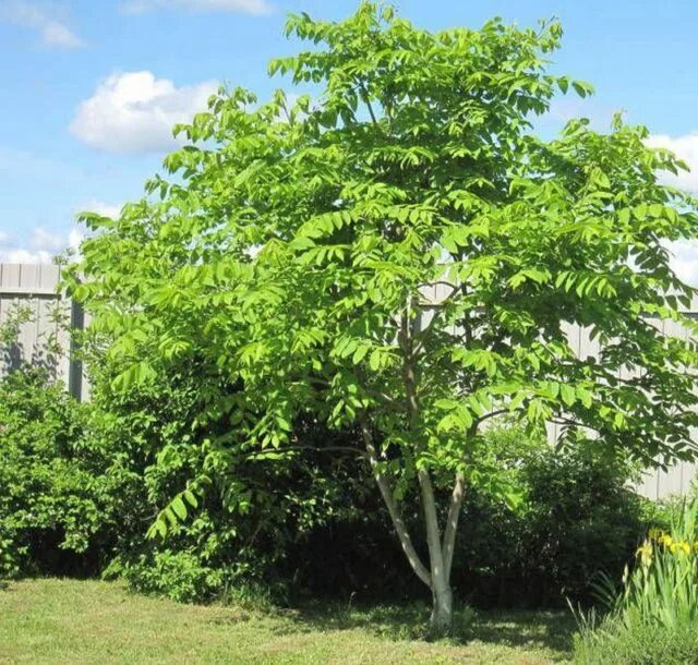 Деревья растущие в сибири. Орех маньчжурский. Juglans mandshurica дерево. Орех маньчжурский (Juglans mandshurica). Орешник маньчжурский.