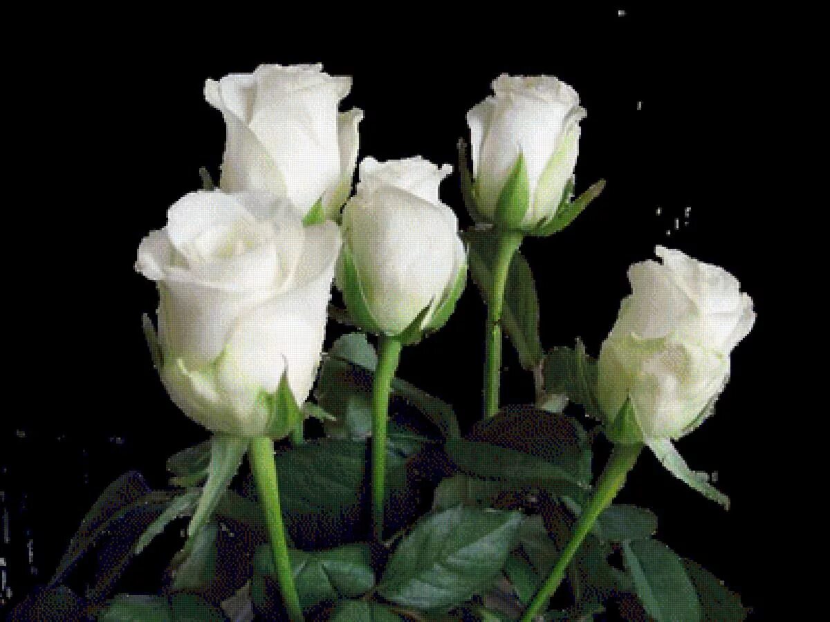 Белые розы смысл. Белые розы. Три белые розы. Три белые розы фото. Две белые розы.