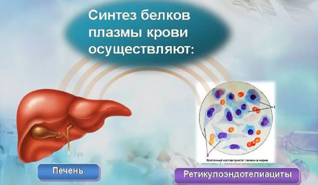 Повышен белок в печени. Синтез белков плазмы крови в печени. Синтез белка в печени. Печень синтезирует белок. Белки крови синтезируемые в печени.