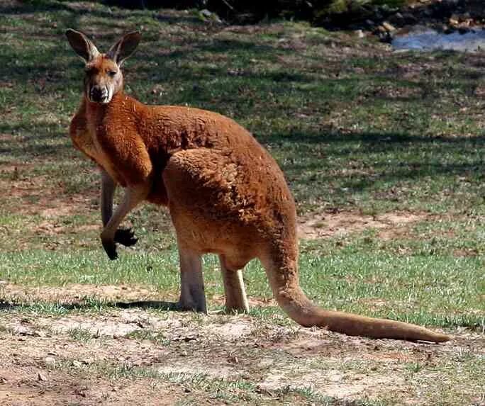 Красный кенгуру в Австралии. Гигантский рыжий кенгуру (Red-Grey Kangaroo). Исполинский кенгуру. Исполинский рыжий кенгуру. Кенгуру гранди