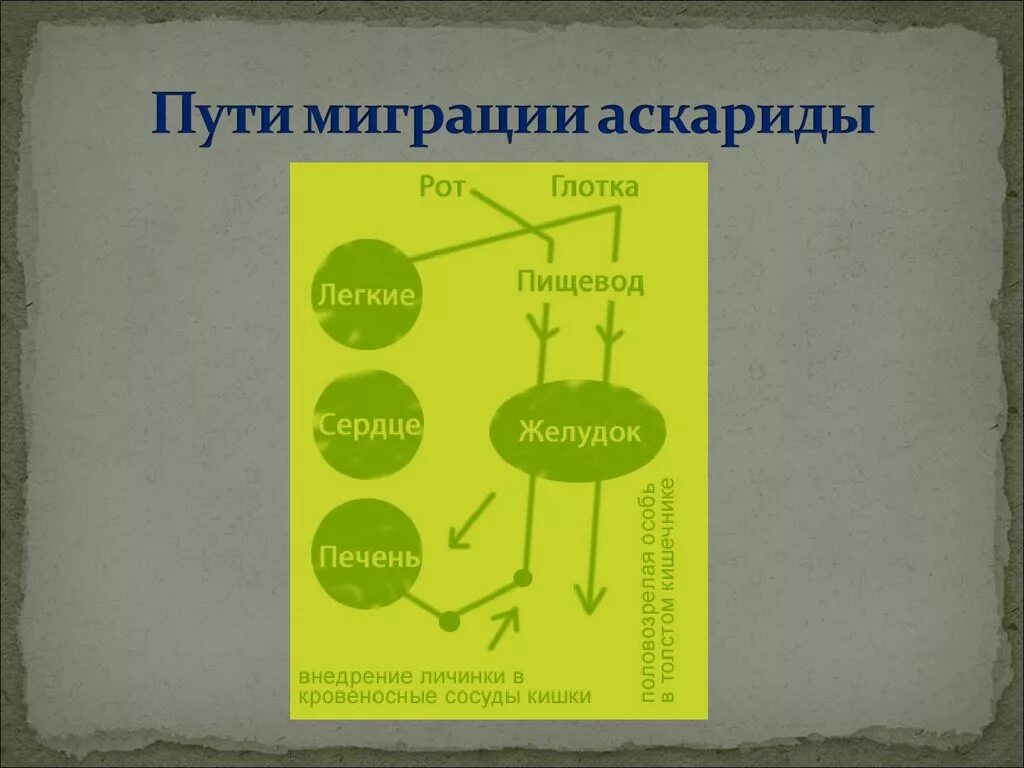 Пути миграции аскариды. Миграция личинок аскариды. миграционный путь личинок аскарид. цикл миграции личинки аскариды. путь миграции личинок аскариды в организме человека.