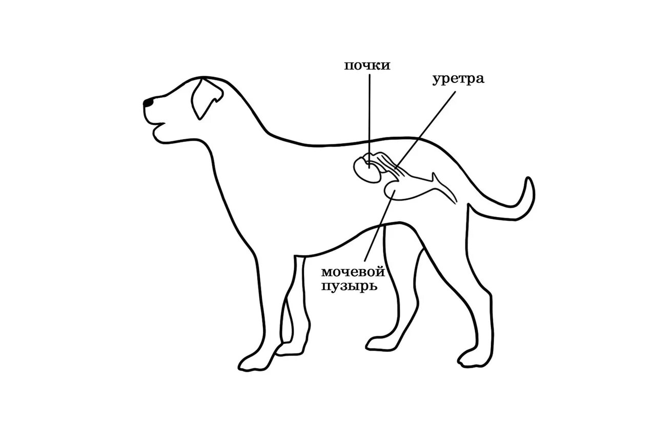 Расположение матки и мочевого пузыря. Выделительная система собаки. Мочевая система собаки схема. Мочевой пузырь собаки анатомия. Мочевой пузырь у собаки расположение.