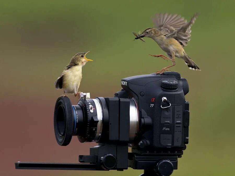 Наблюдение за птицами. Бердвотчинг. Фотограф птиц. Птица с фотоаппаратом.