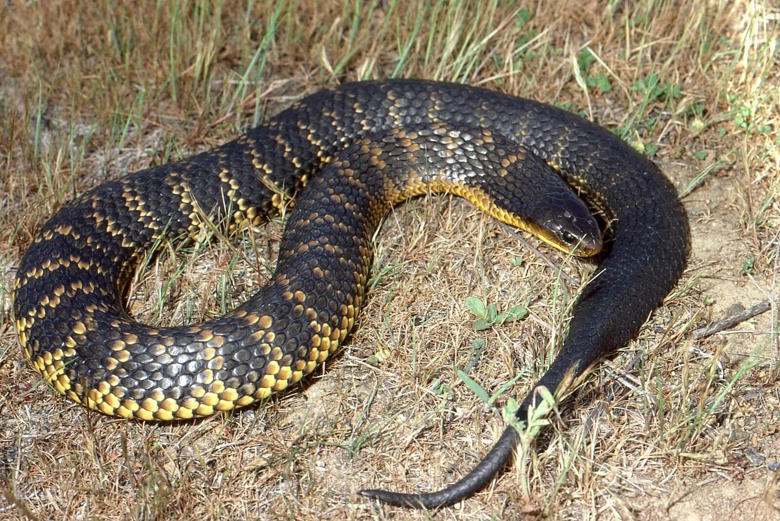 Тайпан австралийская тигровая змея. Notechis scutatus. . Тигровая змея (Notechis scutatus). Черная. Австралийский полоз.