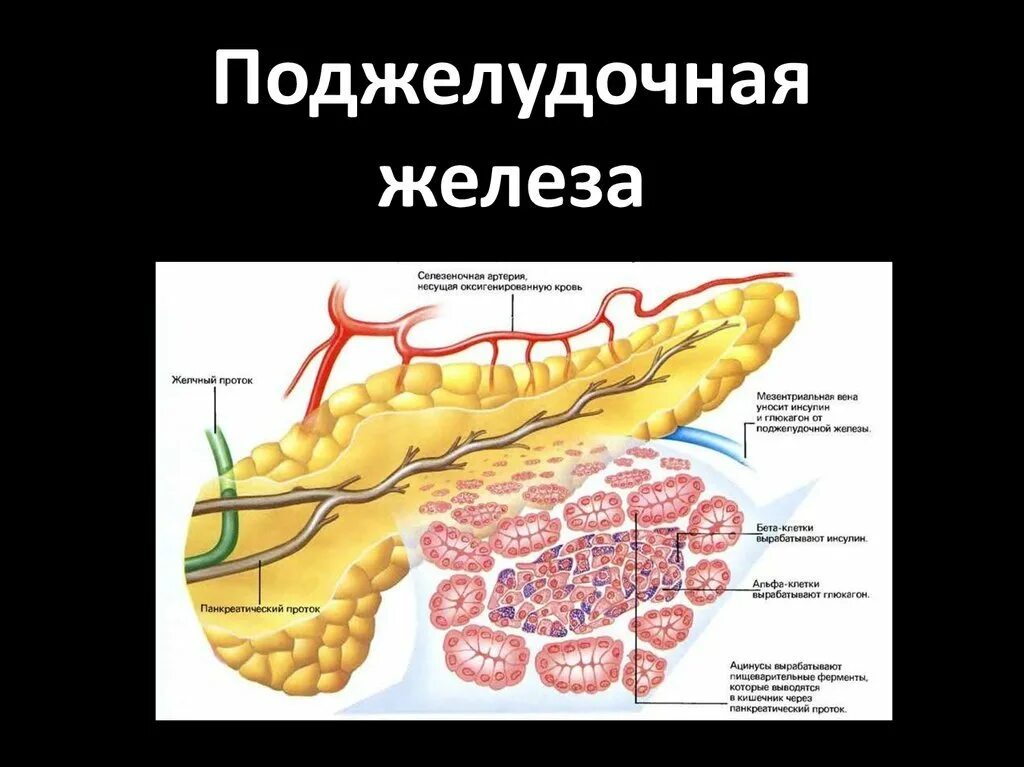 Слизь поджелудочная