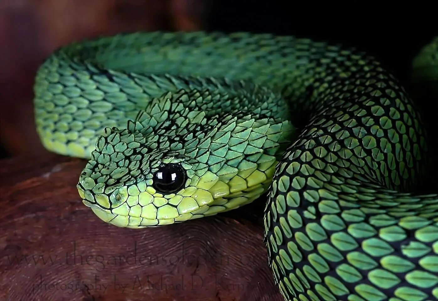 Травоядные змеи. Кустарниковая гадюка (Atheris. Кустарниковая шершавая гадюка. Африканская кустарниковая гадюка. Древесная Африканская гадюка.