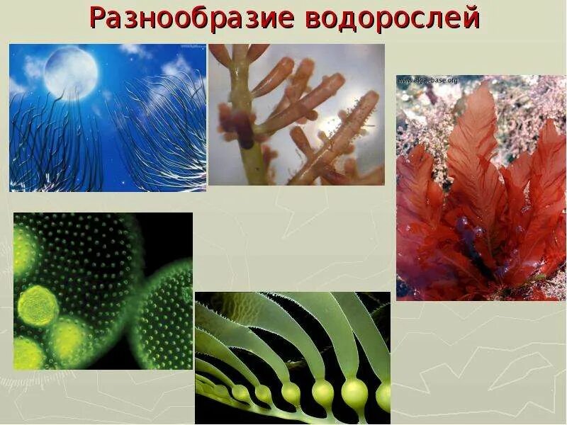 И их разнообразии